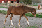 Bukett april 2011
