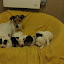 chiots 010.jpg chiots 010.jpg