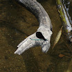 Plum Creek wildlife.