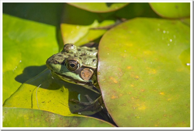 frog peaking out from the waterlily