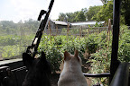 The vegetable garden looks great, Francesca!  Look at how well the tomatoes are growing!