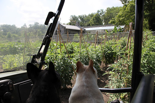 The vegetable garden looks great, Francesca!  Look at how well the tomatoes are growing!