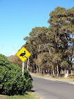 Beware, ducklings are crossing the road.