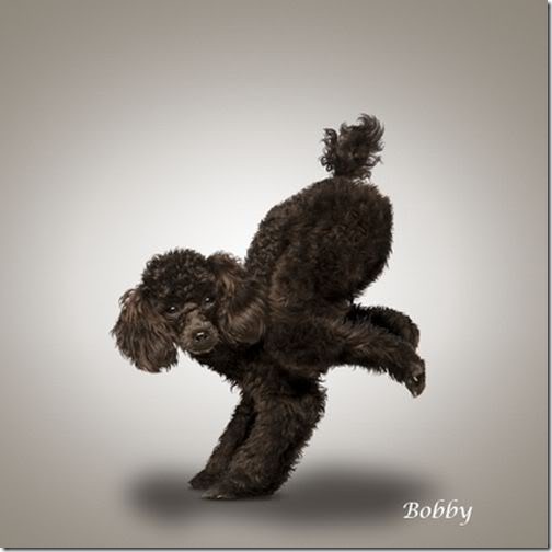 Yoga-dogs-3