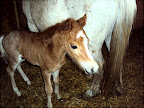 Sputnik april 2011