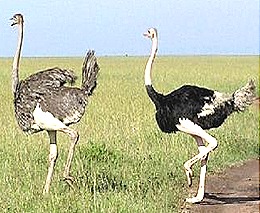 Struthio-African-Ostrich