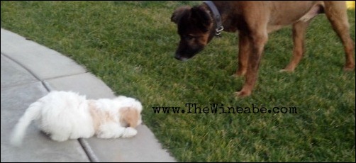 cavachon puppy and german shepard cavachon puppy and german shepard