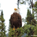 Bald Eagle - Wrangell-St Elias NPP em Nabesna, Alaska, EUA