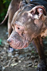 Adopting a companion animal who has suffered or had a hard life teaches about forgiveness. It also offers children hope and allows them to experience making a positive impact. Adopting a companion animal who has suffered or had a hard life teaches about forgiveness. It also offers children hope and allows them to experience making a positive impact.