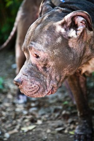 Adopting a companion animal who has suffered or had a hard life teaches about forgiveness. It also offers children hope and allows them to experience making a positive impact. Adopting a companion animal who has suffered or had a hard life teaches about forgiveness. It also offers children hope and allows them to experience making a positive impact.