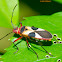 Pale Red Bug or Turk’s Cap Red Bug