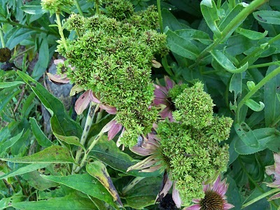 [asters%2520yellow%2520disease%255B2%255D.jpg]