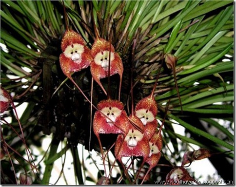 Monkey Orchids (2)
