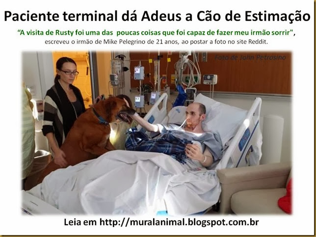 Paciente terminal dá Adeus a Cão de Estimação