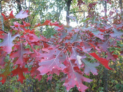 Red Oak Leaves