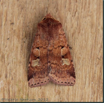 square-spot-rustic square-spot-rustic