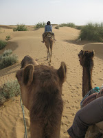 Camel Safari