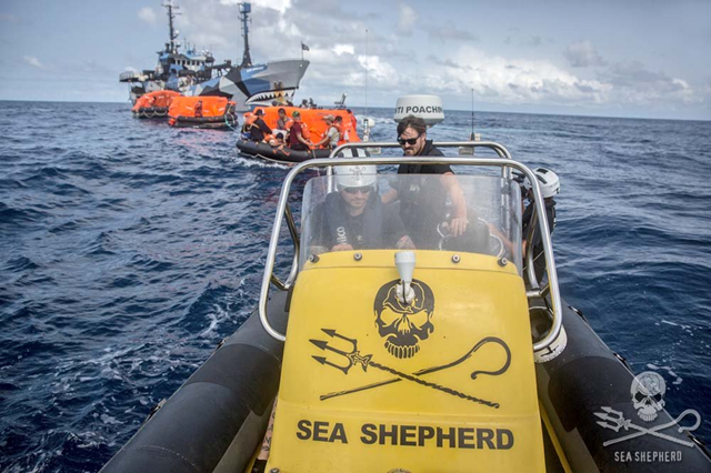 Sea Shepherd activists tow a convoy of liferafts from the sinking poaching vessel, the 'Thunder', back to the safety of the 'Sam Simon'. Photo: Jeff Wirth / SSCS