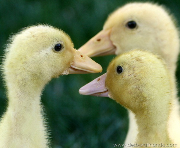 filhotes-patos-fofos-pequenos-desbaratinando (5) filhotes-patos-fofos-pequenos-desbaratinando (5)