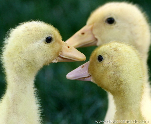 filhotes-patos-fofos-pequenos-desbaratinando (5)