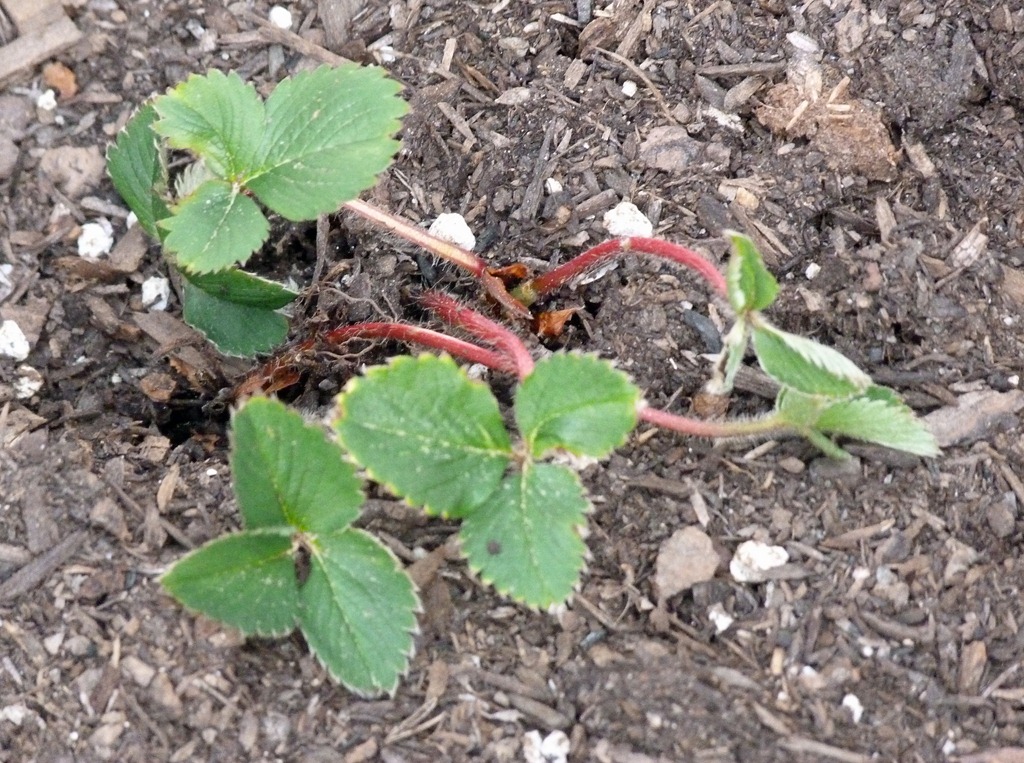 [Strawberries%25201%255B5%255D.jpg]