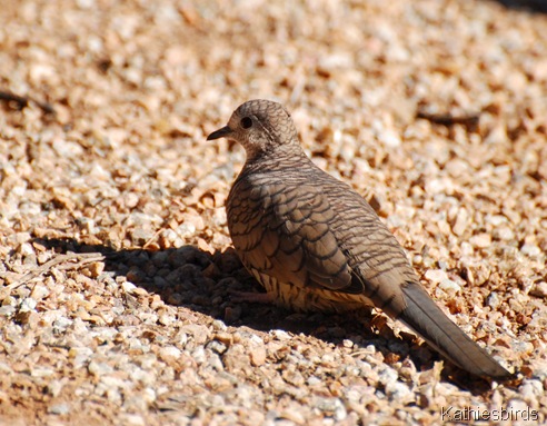 24. inca dove-kab 24. inca dove-kab