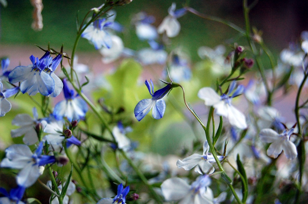 [trailinglobelia2%255B4%255D.jpg]