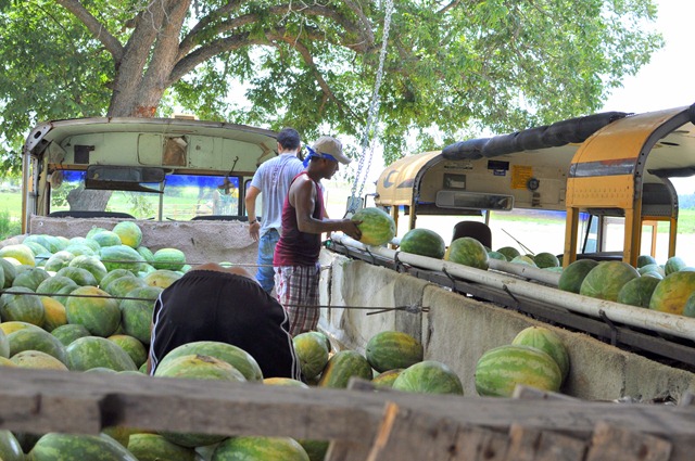 [watermelons%252011%25200705%2520%252875%2529%255B4%255D.jpg]