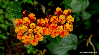 Amazonian flower