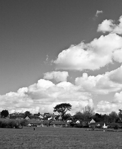 Suburban-Tree