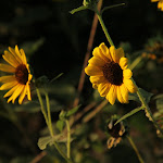 IMG_3333.JPG