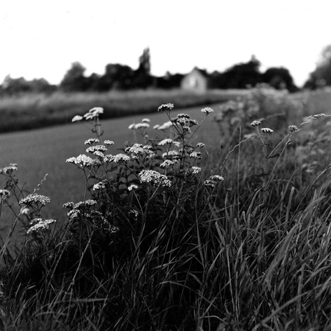 Roadside-Flowers