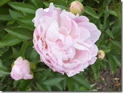 DSCF0530 DSCF0530