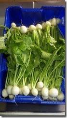 japanese turnips