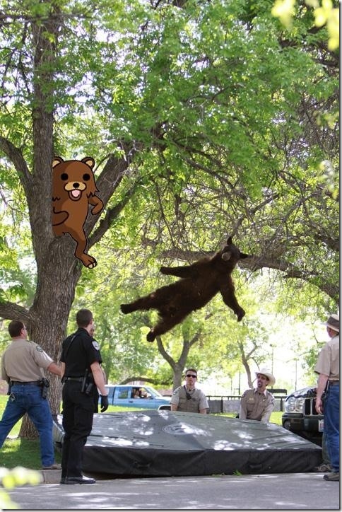 falling-bear-meme-8