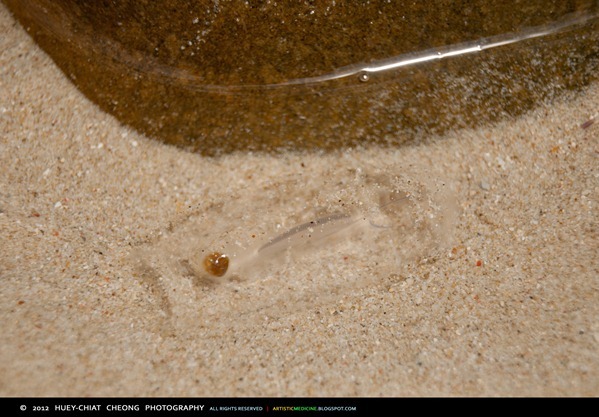 Transparent Sea Cucumber? | © 2012 Huey-Chiat Cheong Photography