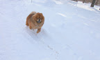 I can glide through the snow with little effort.  It's little wonder that Chows were once used as sled dogs.  Attach a sled - I won't mind!