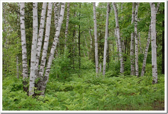 BIRCH TREE
