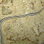 Five-Lined Ribbon Worm