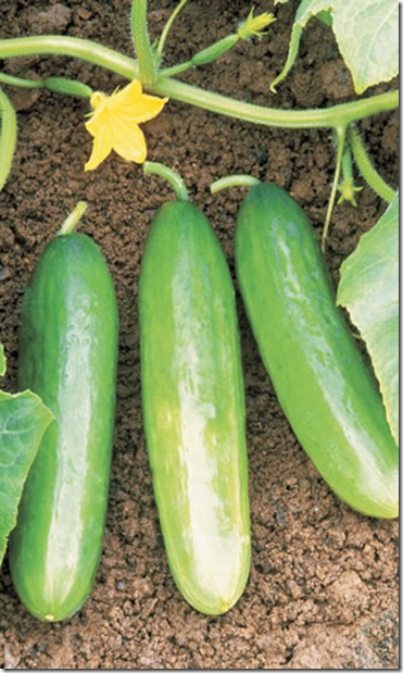 Cucumber Diva Cucumber Diva