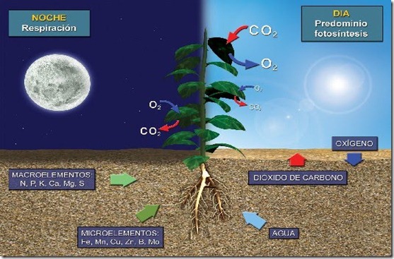 Fotosintesis_respiracion