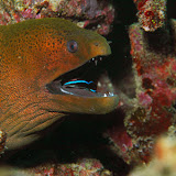Fishes