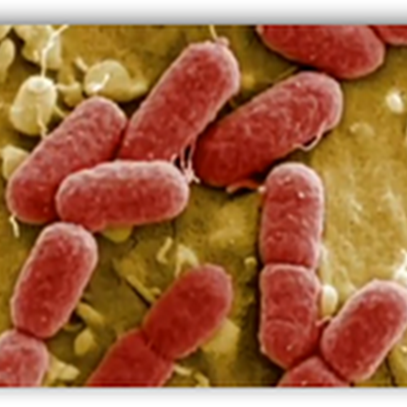 Germany Stated Bean Sprouts Grown in Germany Could be the Source of the E.Coli Breakout–Search for the Source Continues