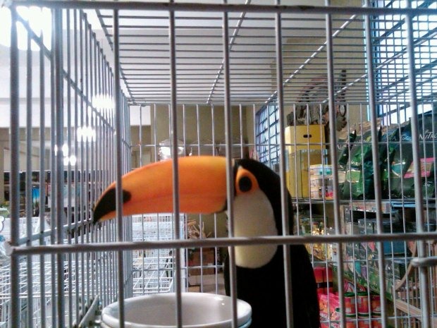 [tucano_arapongas%255B3%255D.jpg]