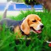 1024-beagle-21.jpg