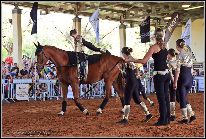 il/Фото: Stallion Show 2011 (20110416 stllion show 025 2056)