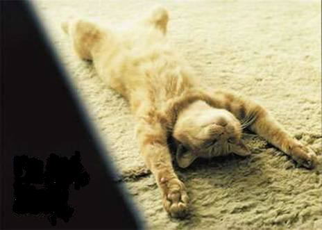 Two cats decided to marry..