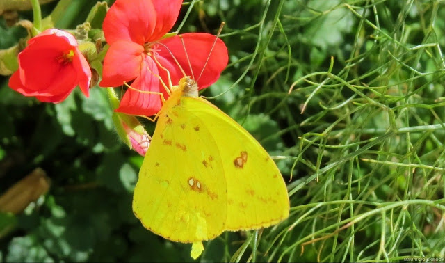 Phoebis philea philea (L., 1763). Environs de Curitiba (Paraná), 28 juillet 2013. Photo : Mauricio Skrock