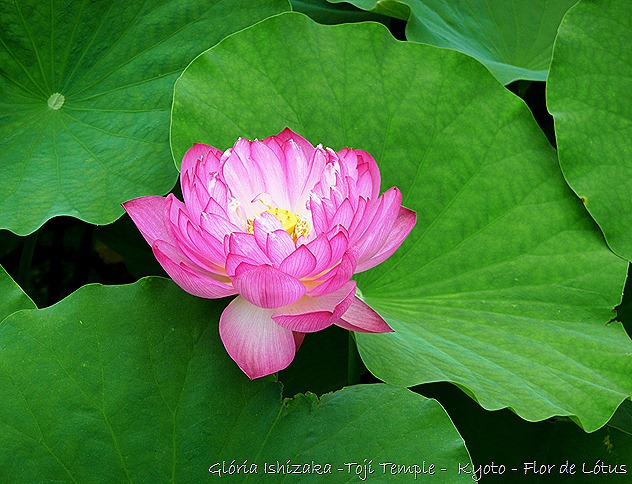 templo Toji e flor de lotus 2