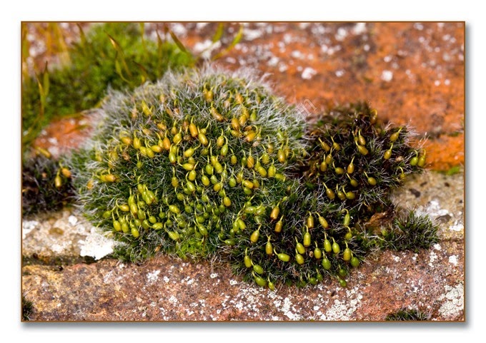 Moss 2  Cushion